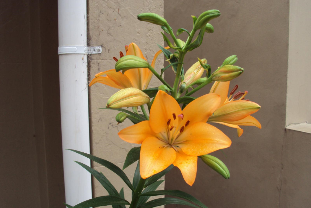 flower